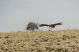 Image of White-backed Vulture