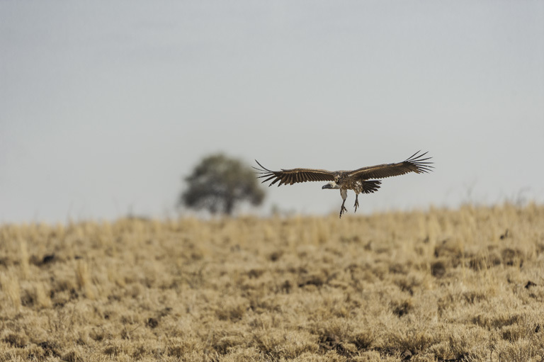 Image of White-backed Vulture