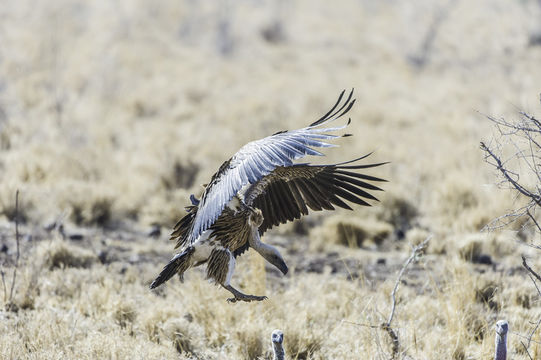 Image of White-backed Vulture