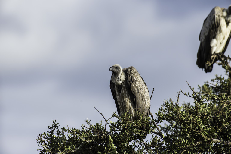 Image of White-backed Vulture