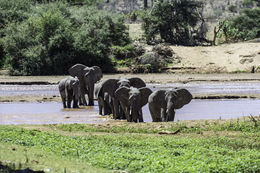 Image of African bush elephant