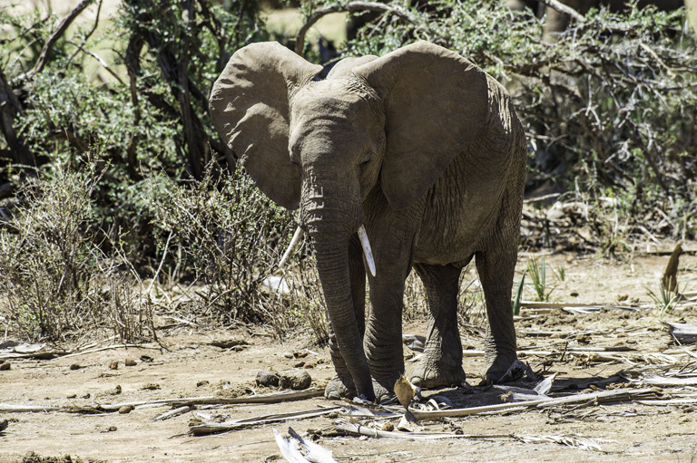 Image of African bush elephant