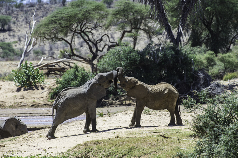 Image of African bush elephant