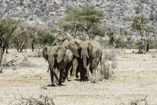 Image of African bush elephant