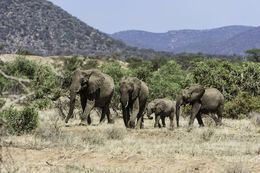 Image of African bush elephant