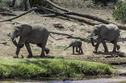 Image of African bush elephant