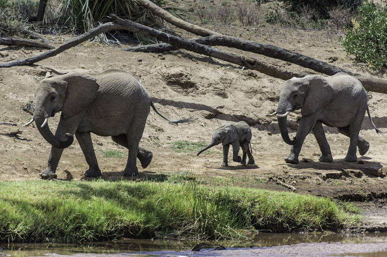 Image of African bush elephant