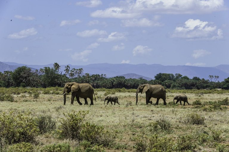 Image of African bush elephant