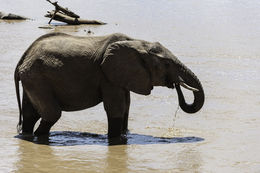 Image of African bush elephant