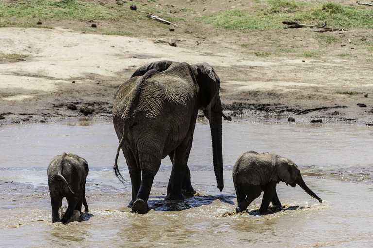 Image of African bush elephant