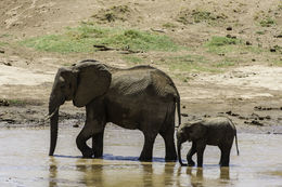 Image of African bush elephant