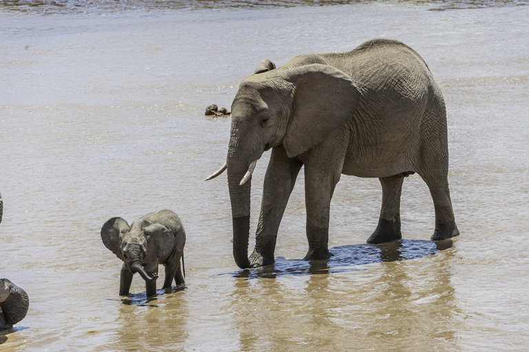 Image of African bush elephant