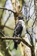 Image of Augur Buzzard