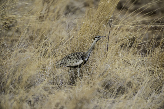 Image of Black-bellied Bustard