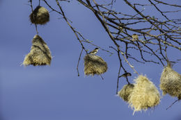 Image of Black-capped Social Weaver