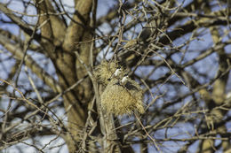 Image of Black-capped Social Weaver