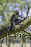 Image of Vervet Monkey