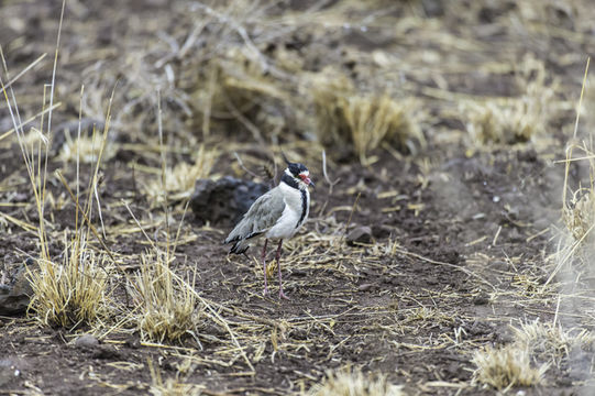 Image de Vanneau à coiffe noire