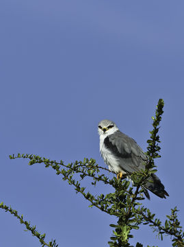 Image of Black-shouldered Kite