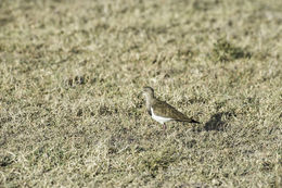 Image of Black-winged Lapwing