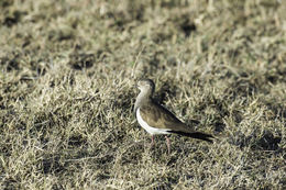 Plancia ëd Vanellus melanopterus (Cretzschmar 1829)