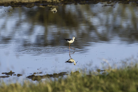 Image of Black-winged Stilt