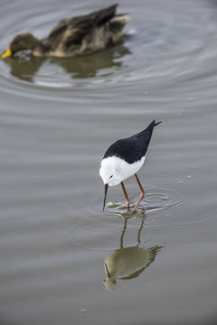 Image of Black-winged Stilt