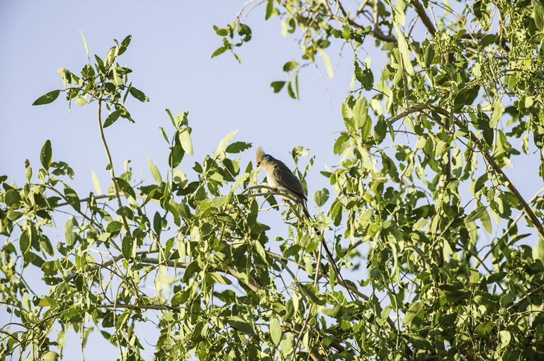 Image of Blue-naped Mousebird
