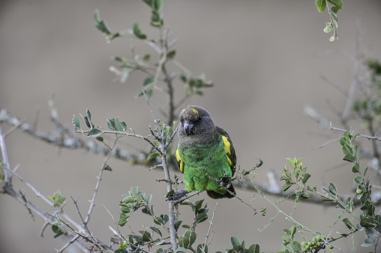 Image of Brown Parrot