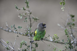 Image of Brown Parrot