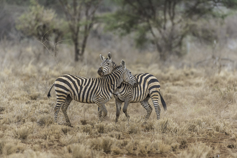 Image of Burchell's Zebra