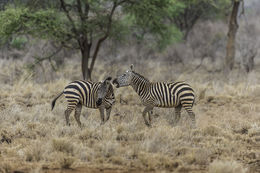 Image of Burchell's Zebra