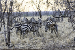 Image of Burchell's Zebra