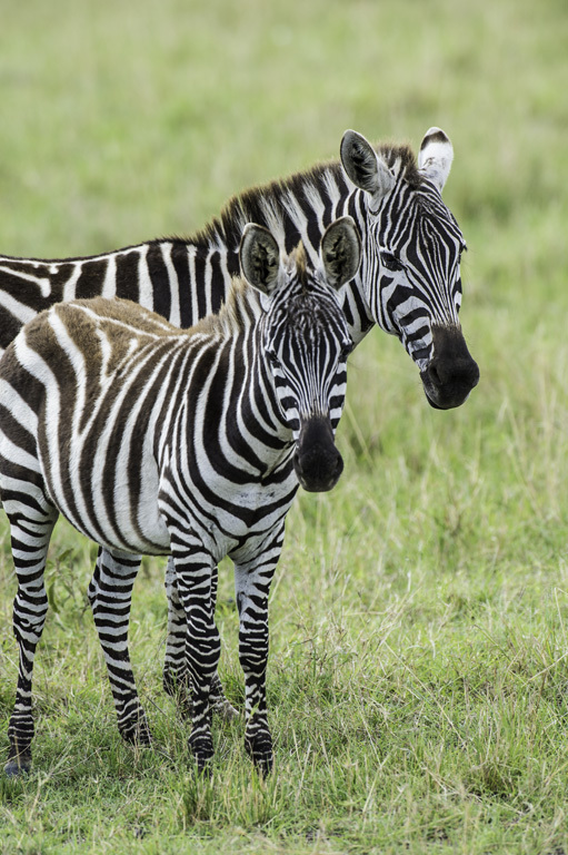 Image of Burchell's Zebra