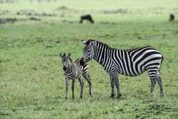 Image of Burchell's Zebra