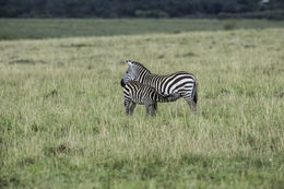 Image of Burchell's Zebra