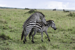 Image of Burchell's Zebra