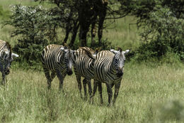 Image of Burchell's Zebra