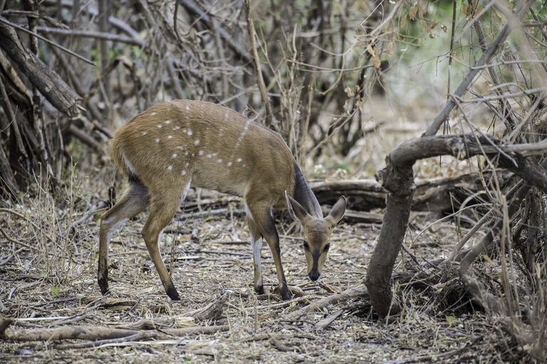 Image of Bushbuck