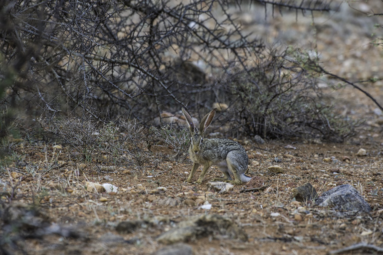 Lepus capensis Linnaeus 1758 resmi