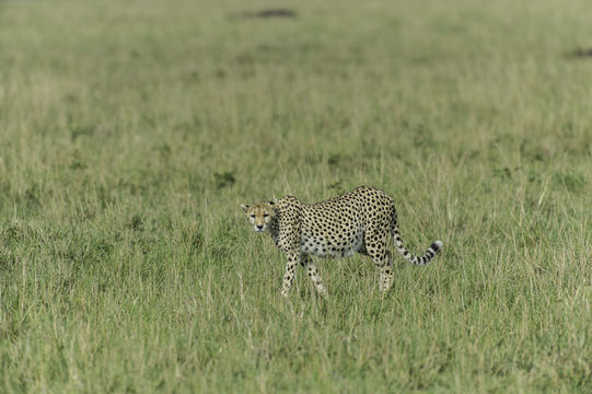 Image of cheetah