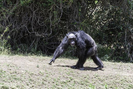 Image of chimpanzee