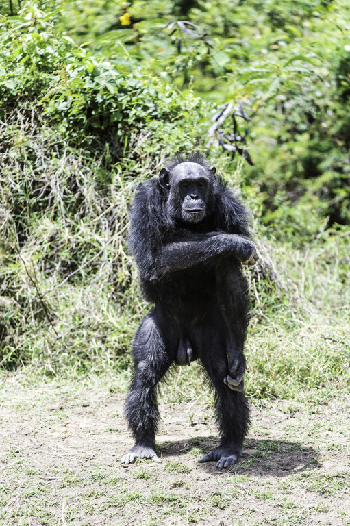 Image of chimpanzee
