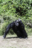 Image of chimpanzee