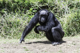 Image of chimpanzee