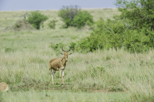 Image of Coke's Hartebeest