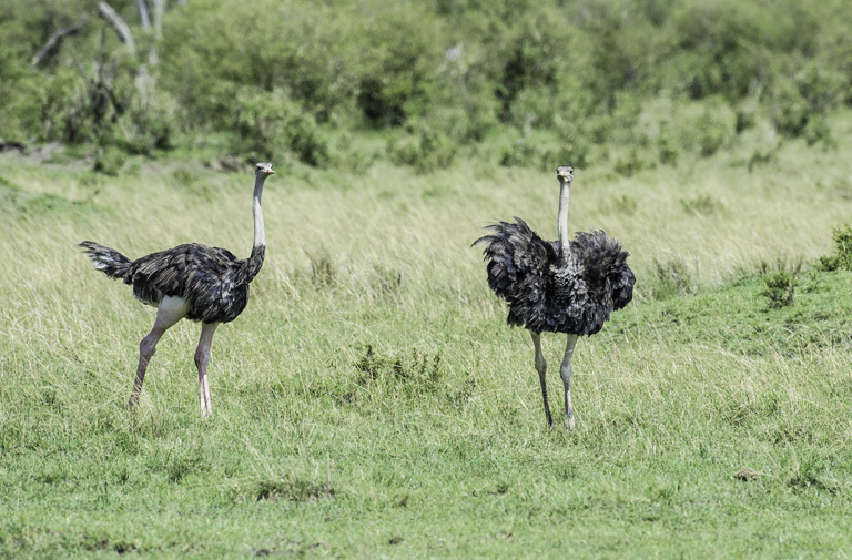 Image of Masai ostrich