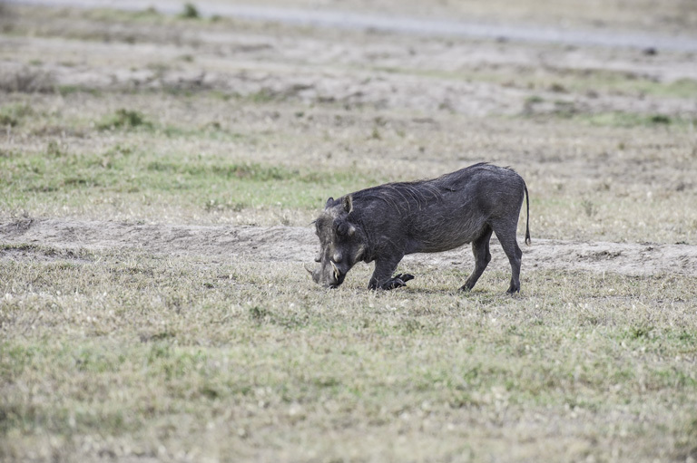 Image de Phacochère Commun