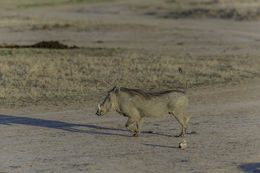 Image of Common Warthog