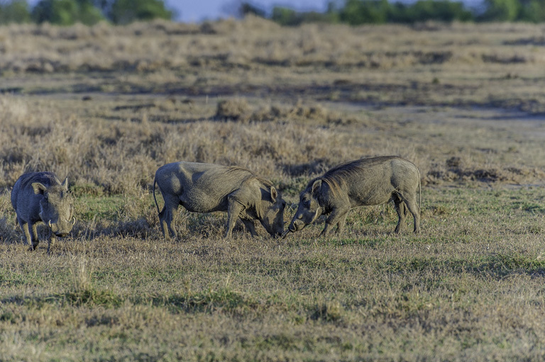 Image of Common Warthog